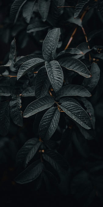 200,000+ Best Black Wallpaper Photos · 100% Free Download · Pexels Stock  Photos