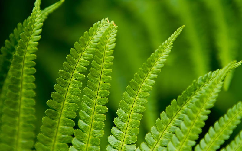 fern green-Plant, HD wallpaper