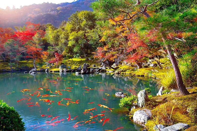 Zen garden, autumn, zen, garden, colors, bonito, foliage, fall, trees, lake, pond, HD wallpaper