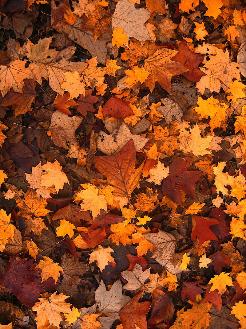 Leaves, fall, autumn, scenes, fall scenes, city, nature, falling, fall nature, HD phone wallpaper