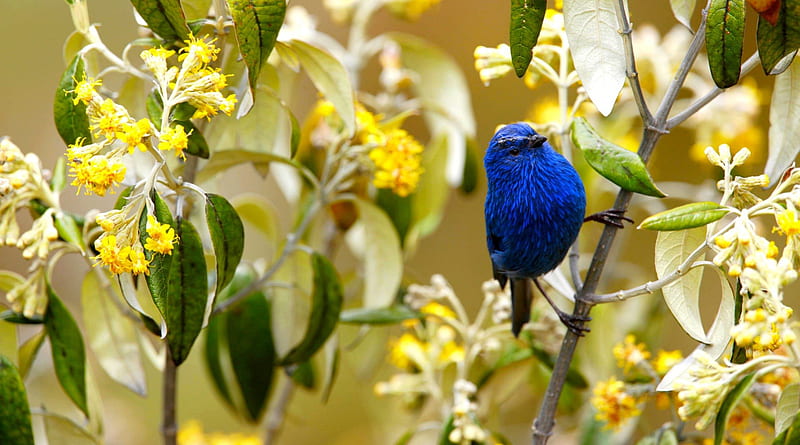 BLUE-GRAY TANAGER, bird, wildlife, Blue-grey tanager, branch, song bird, HD wallpaper