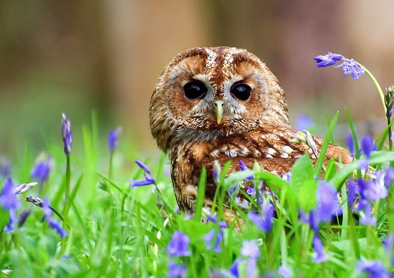 Owl, cute, tawny owl, purple, bird, green, flower, summer, pasari, HD wallpaper