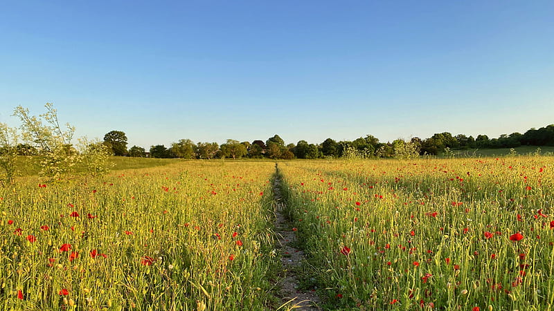 Path Between Red Common Poppy Flowers Grass Field Trees Background Under Blue Sky Nature, HD wallpaper