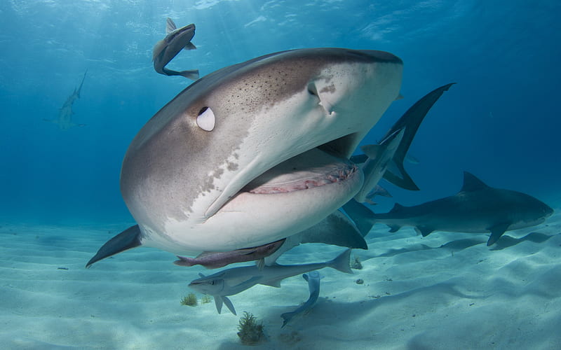shark, predator, underwater world, ocean, white shark, water, fish, HD wallpaper