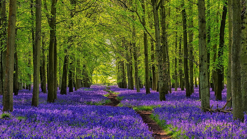 Forest path, forest, tree, green, flower, path, spring, alley, bluebell, peisaj, HD wallpaper