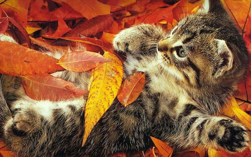 Autumn cat, fall, autumn, feline, cat, kitten, animal, HD wallpaper