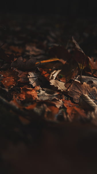 Grass, leaves, autumn, fallen, foliage, HD wallpaper | Peakpx
