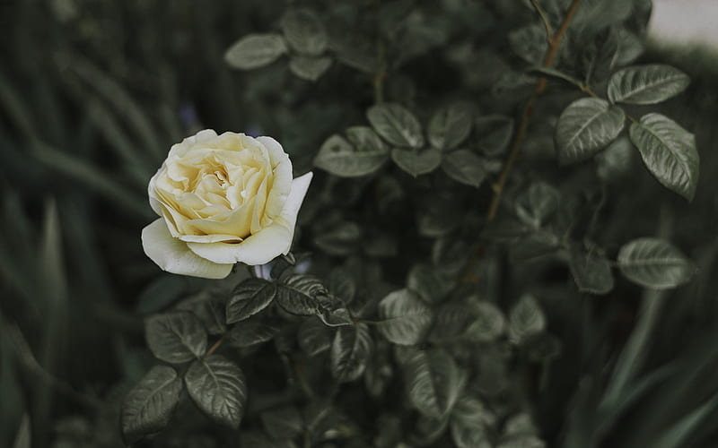 tilt shift lens graphy of white rose, HD wallpaper