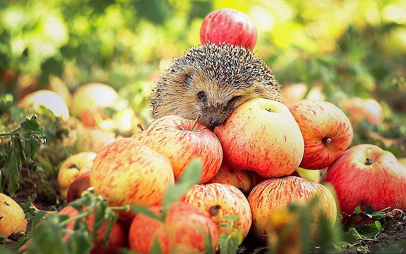 Hedgehog and Apple Harvest, harvest, hedgehog, apples, animal, HD wallpaper