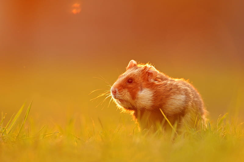 Animal, Hamster, Rodent, HD wallpaper
