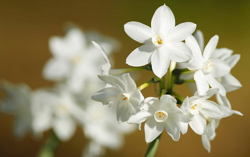 White Narcissus, narcissus, flowers, nature, white, HD wallpaper