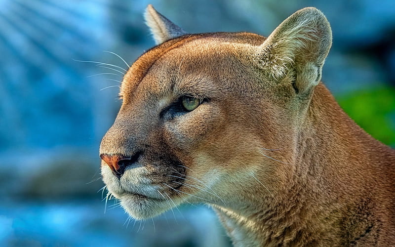 Cougar , cougar, animals, wild, predator, HD wallpaper