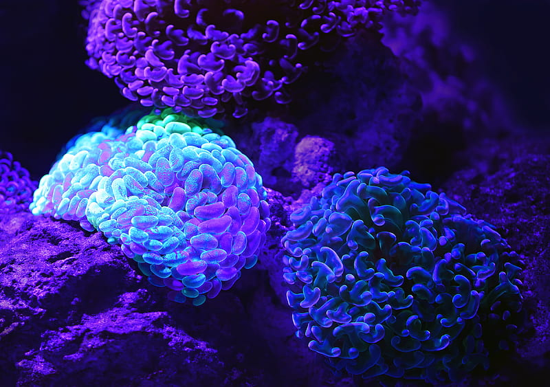 purple microscopic organisms, HD wallpaper