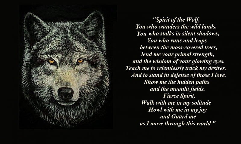 only words, friendship, quotes, pack, dog, lobo, arctic, black, abstract, winter, timber, snow, wolf , wolfrunning, wolf, white, lone wolf, howling, wild animal black, howl, canine, wolf pack, solitude, gris, the pack, mythical, majestic, wisdom beautiful, spirit, canis lupus, grey wolf, nature, wolves, HD wallpaper