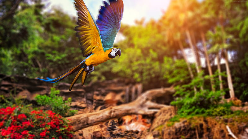 Colorful Parrot , colorful, parrot, birds, HD wallpaper