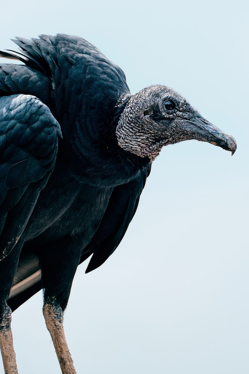 Vulture, Black Vulture, HD phone wallpaper