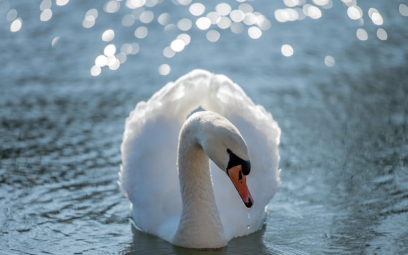 white swan, lake, beautiful white bird, spring, swans, HD wallpaper