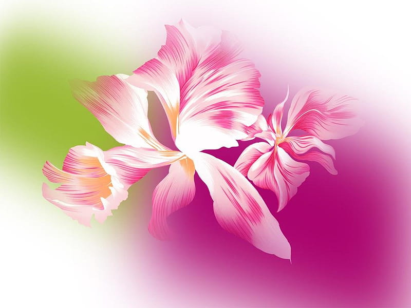 Pink canna, flower, purple, green, orchid, HD wallpaper