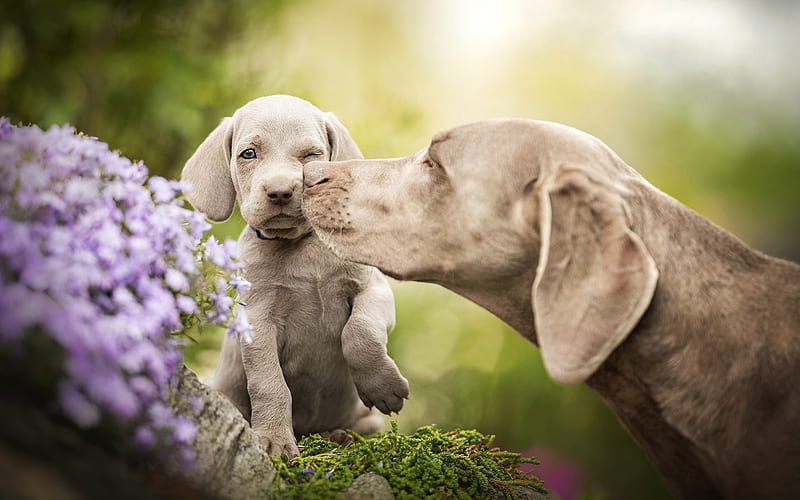 Weimaraner Dogs, family, puppy, pets, mother and cubs, gray dogs, cute animals, dogs, Weimaraner, HD wallpaper