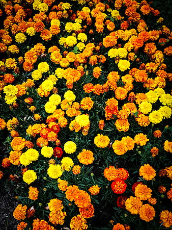 HD marigold flowers wallpapers | Peakpx