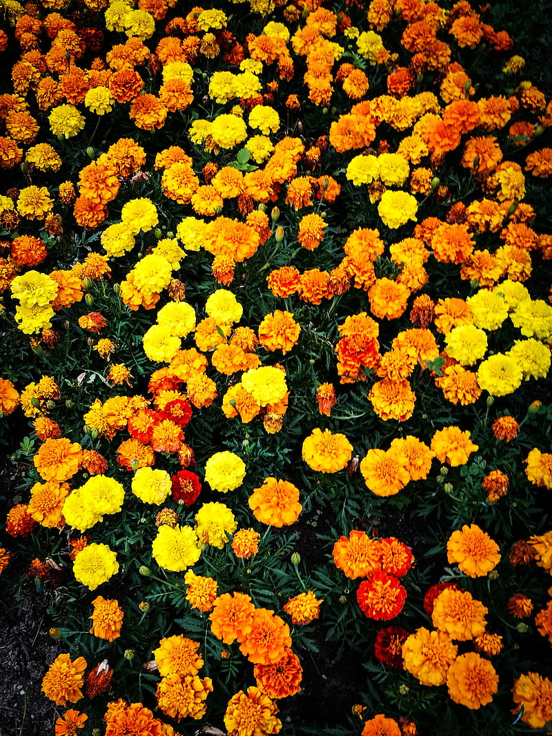 Marigold, colorful, flower, flowers, garden, orange, yellow, HD phone wallpaper