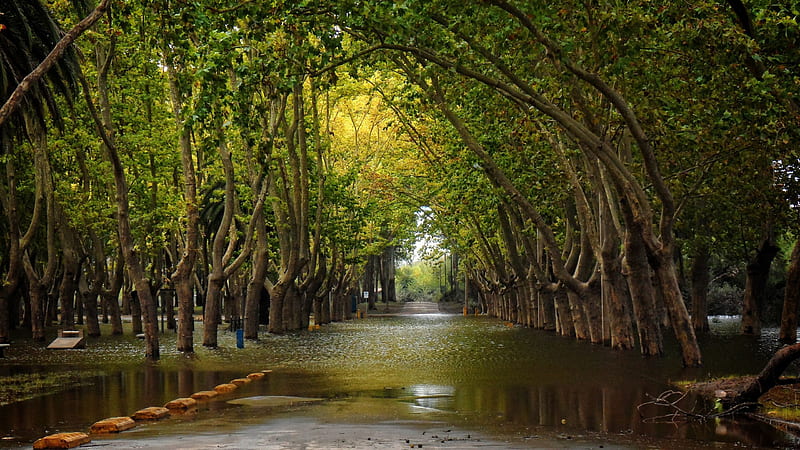 Road With Water Between Straight Line Green Trees Nature, HD wallpaper