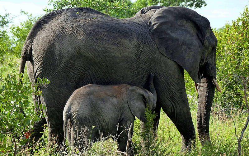 elephants Africa, wildlife, family, little elephant, jungle, HD wallpaper