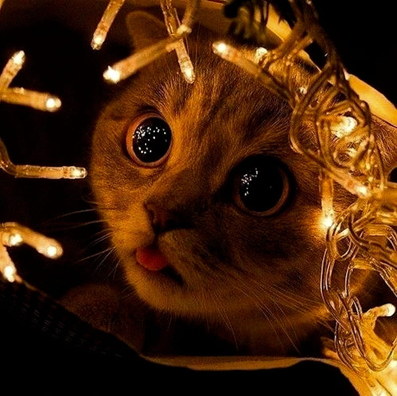 Cat, lights, craciun, christmas, face, eyes, pisici, HD wallpaper 