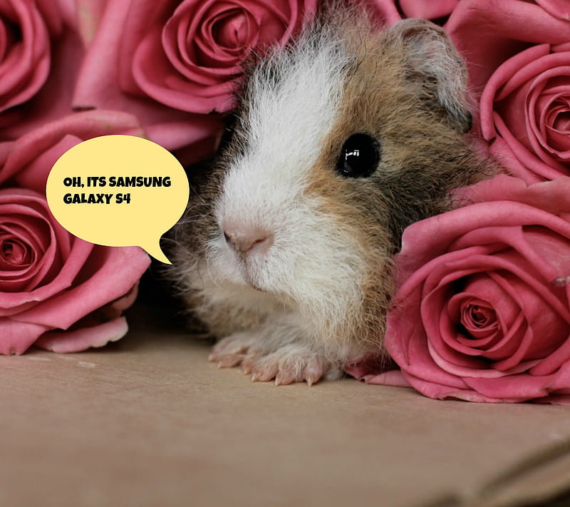 Funny, hamster, s4, HD wallpaper