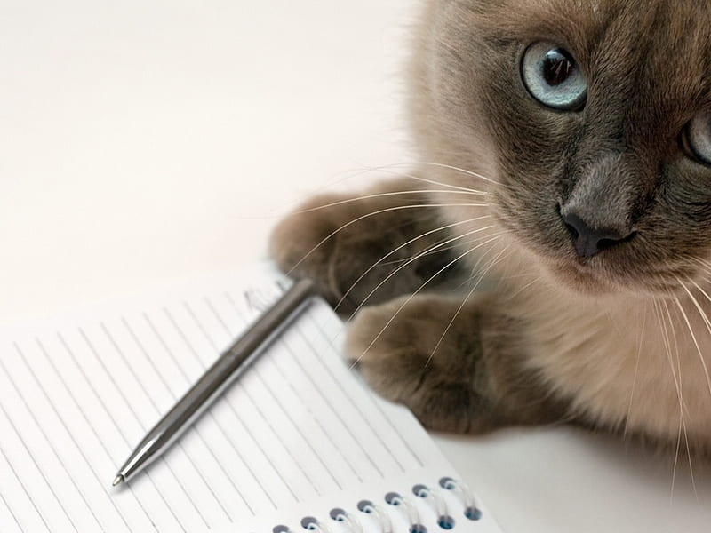 Cat writing, write, pet, feline, pencil, cat, kitten, animal, sweet, HD wallpaper