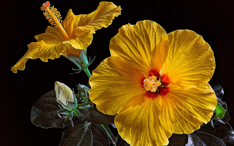 Yellow Hibiscus, Close up, Hibiscus, Flowers, Buds, HD wallpaper