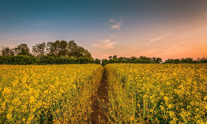 Rapeseed-Field, tree, Field, Rapeseed, Nature, HD wallpaper