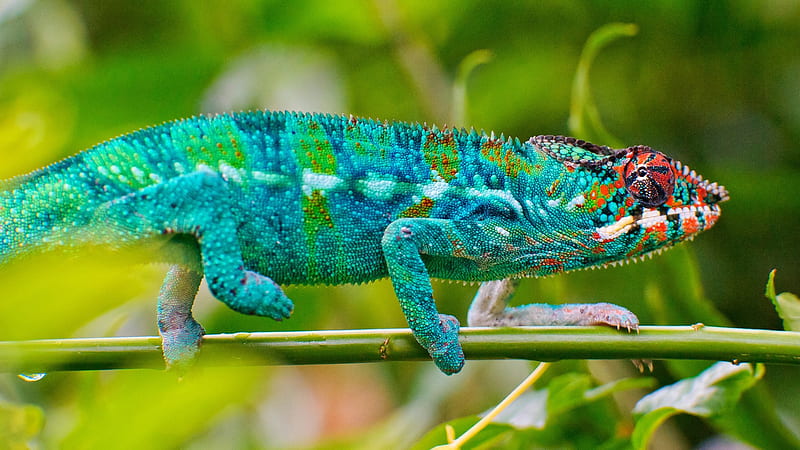Colorful Chameleon On Green Plant Stalk In Blur Green Background Chameleon, HD wallpaper