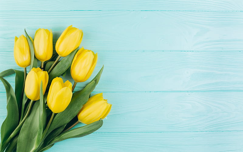 yellow tulips, spring flowers, yellow spring flowers, tulips, HD wallpaper