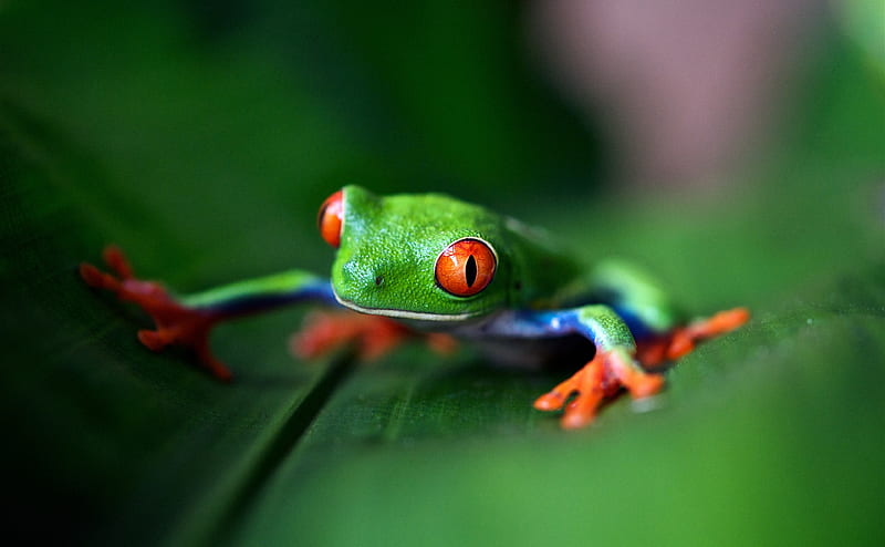 Red-eyed tree frog Macro Ultra, Animals, Reptiles & Frogs, bonito, Green, Leaf, Macro, Frog, Rainforest, fauna, costarica, ArenalVolcano, RedEyedTreefrog, AgalychnisCallidryas, HD wallpaper