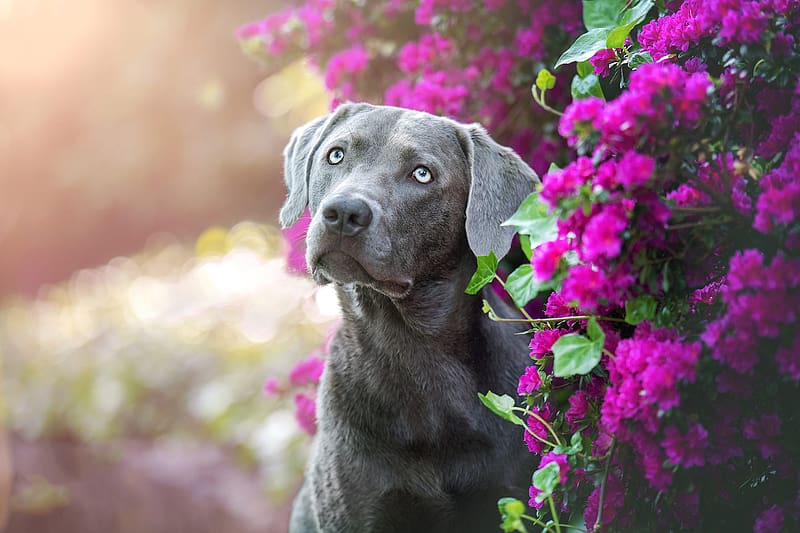 Dogs, Dog, Animal, Weimaraner, Purple Flower, HD wallpaper