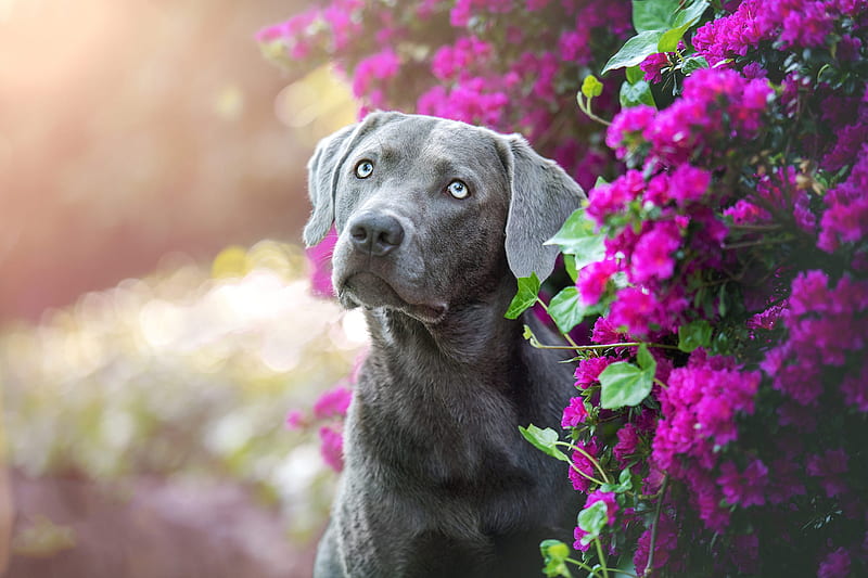 Dogs, Weimaraner, Dog, Pet, Purple Flower, HD wallpaper
