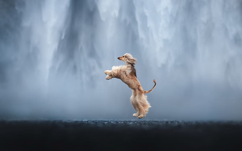 :), dog, summer, greyhound, waterfall, jump, water, caine, vara, HD wallpaper