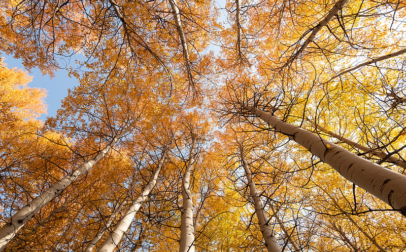 birch, trees, sky, autumn, yellow, HD wallpaper