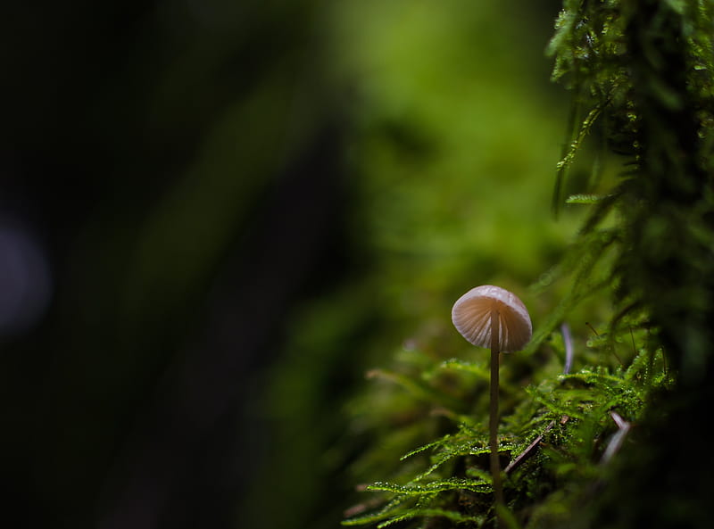 Tiny Mushroom, Moss, Macro Ultra, Aero, Macro, Mushroom, Moss, HD wallpaper