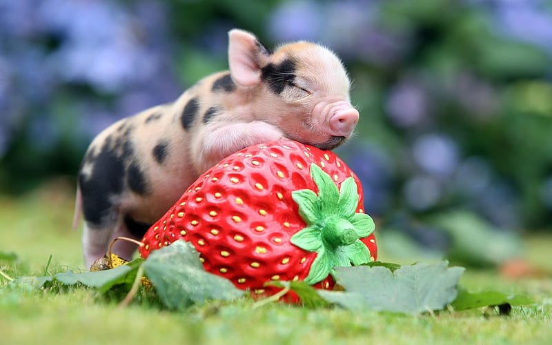 blur, strawberry, pig, pigs, HD wallpaper