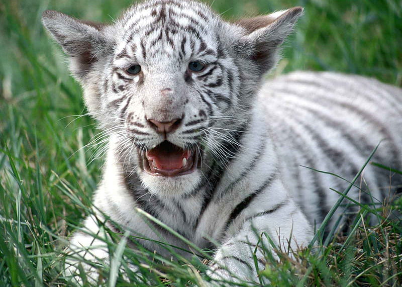 White Bengal Tiger, tiger, cub, white tiger, tiger, HD wallpaper