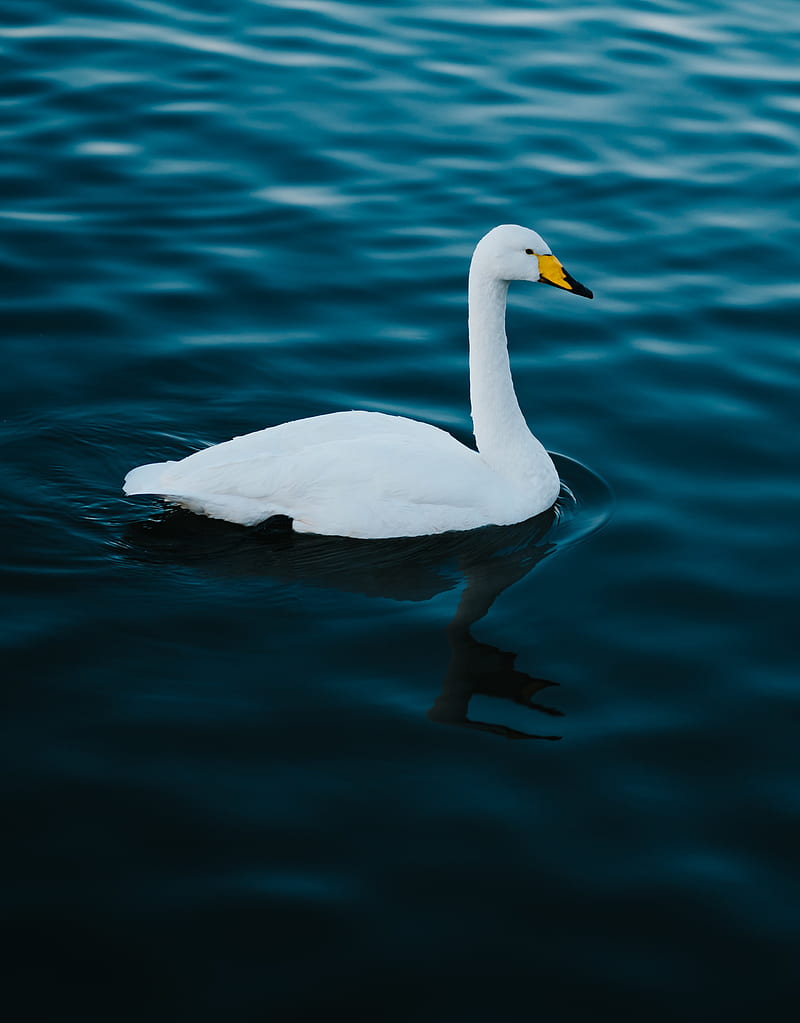 swan, white, bird, water, HD phone wallpaper
