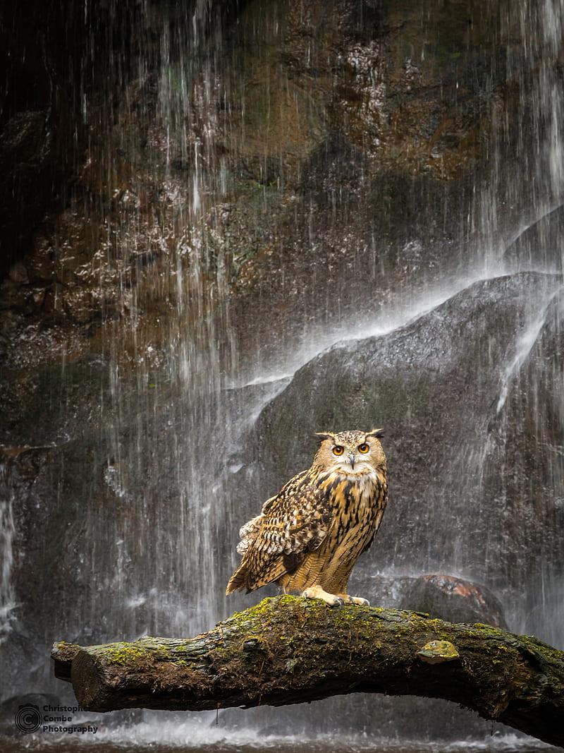 owl, beak, feathers, waterfall, HD phone wallpaper