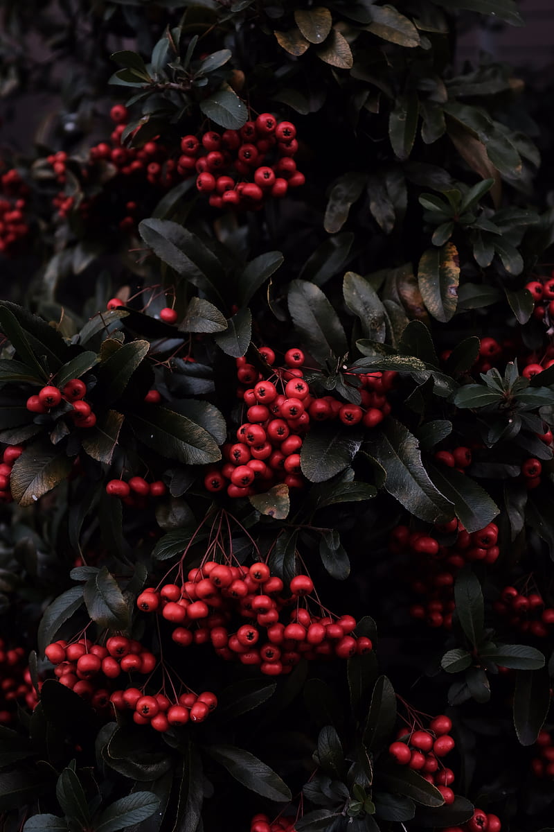 rowan, berries, red, plant, macro, HD phone wallpaper