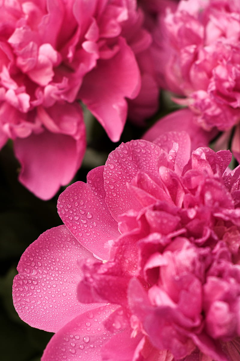 pink flower in macro lens, HD phone wallpaper