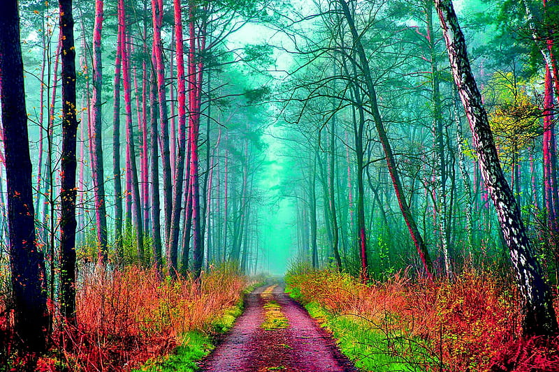 Mistic forest, path, forest, tree, nature, HD wallpaper