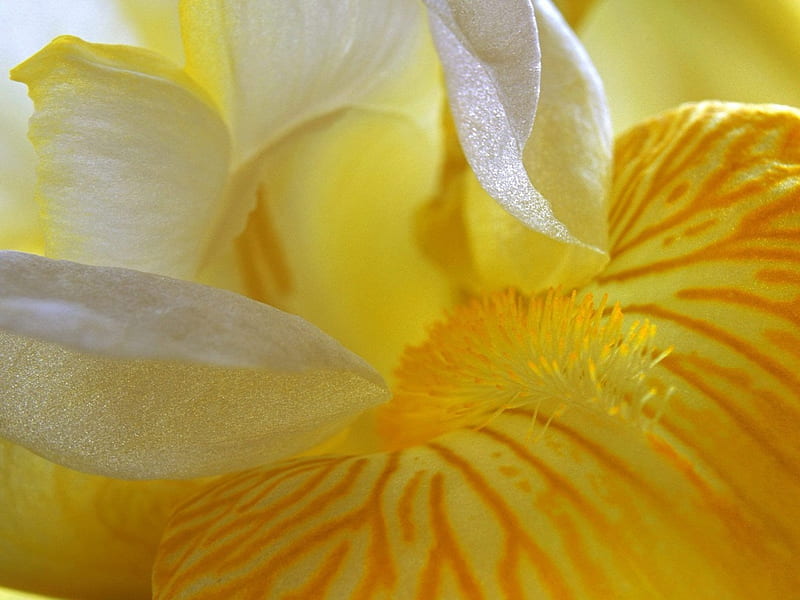 Iris amarillo 12862 1024 , amarillo, primavera, flor, iris, Fondo  de pantalla HD | Peakpx