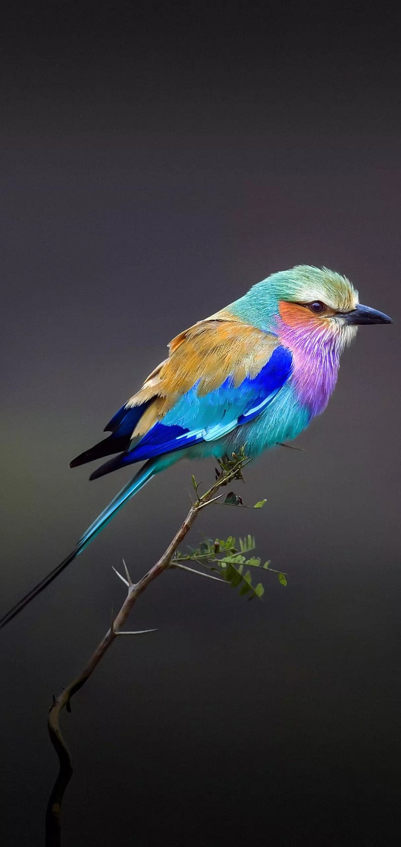 Bird, colour, HD phone wallpaper
