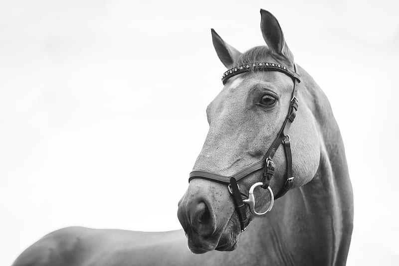 gray scale of horse, HD wallpaper